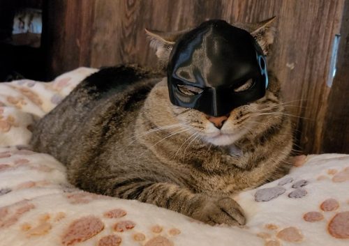 Cat Batman Mask  Unleash Your Cat's Inner Hero! photo review