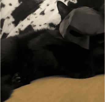 Cat Batman Mask  Unleash Your Cat's Inner Hero! photo review